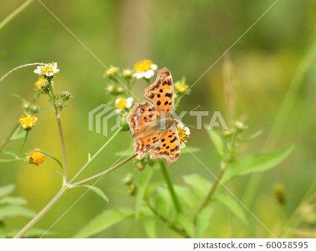 Kitaseha到Kosendangusa 60058595