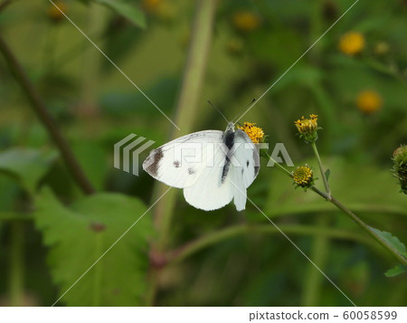 Common white butterfly on Kosendangusa 60058599