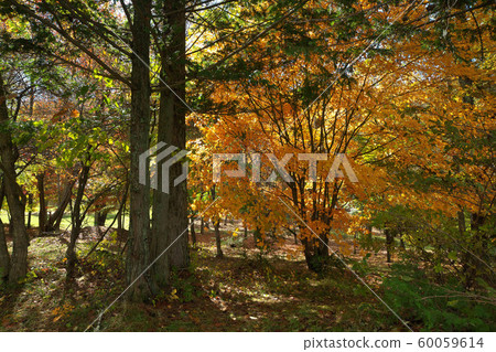 Izumi lake park in autumn Izumi lake park in autumn 60059614