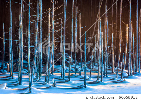 Biei, Japan at Aoike Blue Pond in winter 60059915