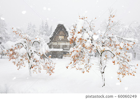 [岐阜縣]冬天的白川鄉世界文化遺產 60060249