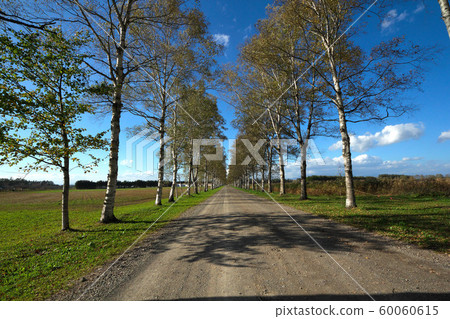 Shirakaba tree lined with Tokachi ranch 60060615