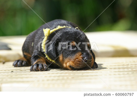 Wet dog puppy Wet dog puppy 60060797