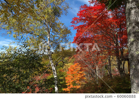 Yokoya Kanno觀察台秋葉 Yokoya Kanno觀察台秋葉 60060888