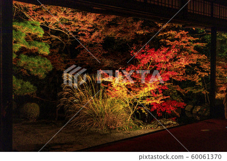 Tenshoen Autumn leaves light up 60061370