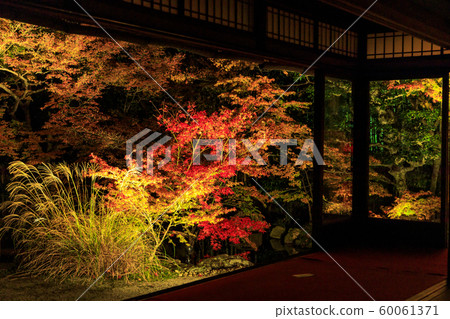 Tenshoen Autumn leaves light up 60061371