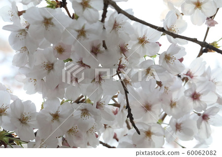 櫻花 60062082