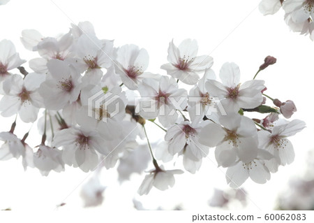 Cherry Blossoms   60062083