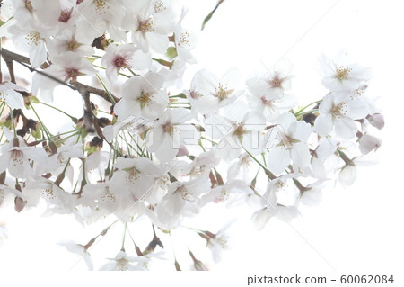 Cherry Blossoms   60062084