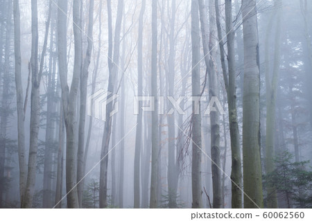 Mysterious dark beech forest in fog 60062560