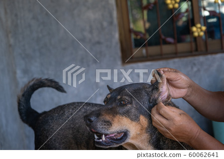 Thai dog is pat its head by human in the morning. 60062641