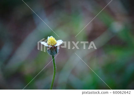 Typical Mexican skull with flowers painted on 60062642