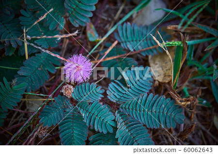 Closeup to top view Sensitive Plant Flower, Mimosa 60062643