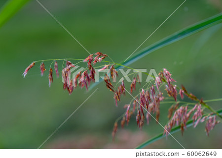 Select focus of grass flower with blur background Select focus of grass flower with blur background 60062649