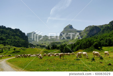 Herd of cows in the alpine pastures, Pic du Midi Herd of cows in the alpine pastures, Pic du Midi 60063029
