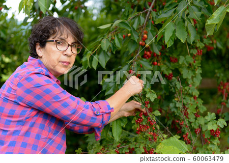 Woman picking red cherry from tree in summer Woman picking red cherry from tree in summer 60063479