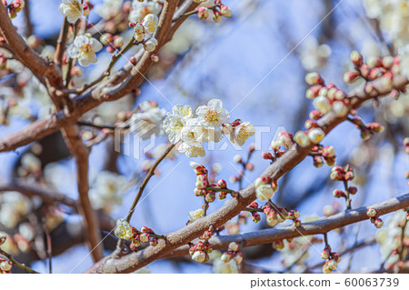 梅花 60063739