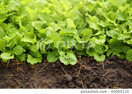 Salad plots are grown on fertile soil with Salad plots are grown on fertile soil with 60064120