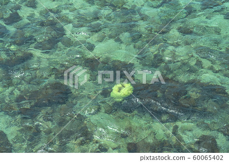 Coral and fish in Samaesarn Beach Coral and fish in Samaesarn Beach 60065402