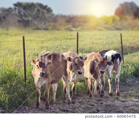 Steers in a farmland 60065478