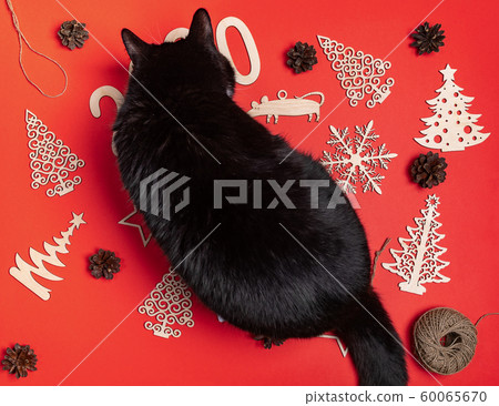 Curious black cat is sitting atop festive christmas mockup with red background and handmade wooden xmas decorations. Funny composition. Flat lay, top view. 60065670