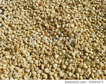Coffee beans are drying at coffee farm, Thailand. Coffee beans are drying at coffee farm, Thailand. 60065873