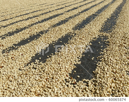 Coffee beans are drying at coffee farm, Thailand. 60065874