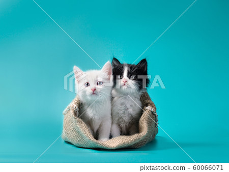 two kittens in a sack turquoise background two kittens in a sack turquoise background 60066071