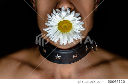 adult man in a black leather collar with a daisy flower in his mouth on a black background 60066120