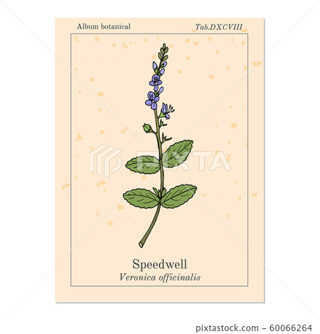 Heath speedwell Veronica officinalis  60066264