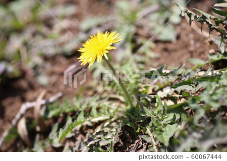 罐裝蒲公英 罐裝蒲公英 60067444