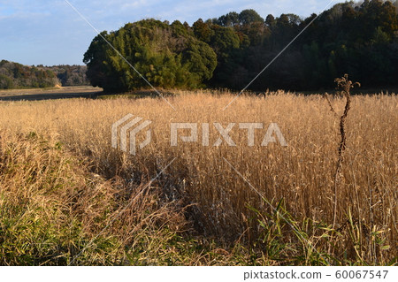 Abandoned cultivation area 60067547