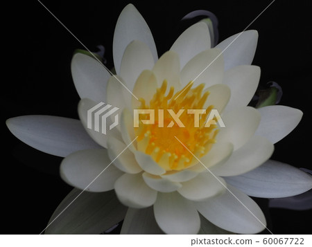 Water lily Water lily 60067722