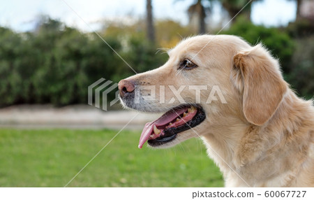 labrador retriever on green grass lawn labrador retriever on green grass lawn 60067727