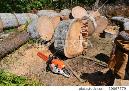 Big tree zelkova 60067779