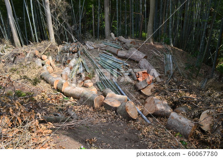 Big tree zelkova Big tree zelkova 60067780