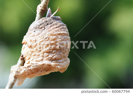 Wolf's egg Wolf's egg 60067794