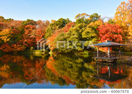 Takaoka Kojo Park autumn leaves 60067878