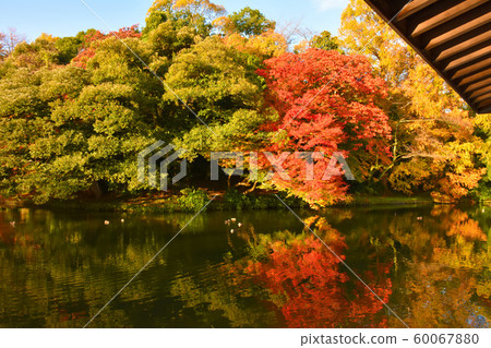 高岡小條公園秋天的落葉 照片素材 圖片 圖庫