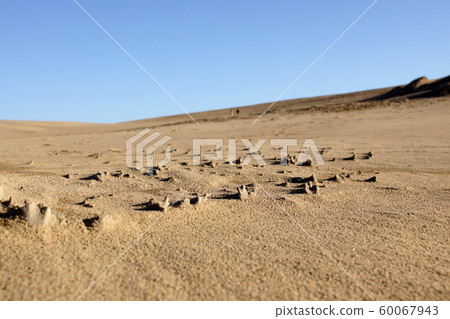 鳥取四個季節秋天秋天鳥取沙丘 60067943