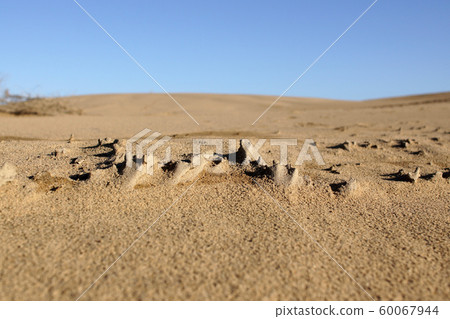 鳥取四個季節秋天秋天鳥取沙丘 60067944