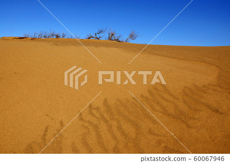 鳥取四個季節秋天秋天鳥取沙丘 60067946