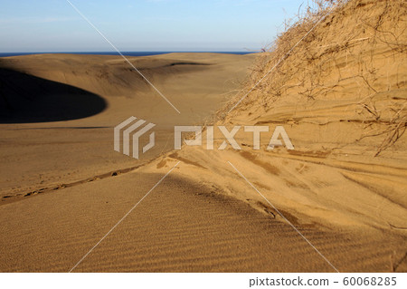 鳥取四個季節秋天秋天鳥取沙丘 60068285