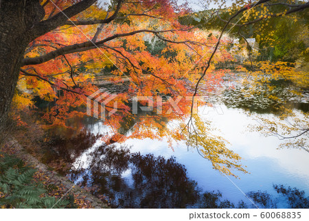 Ryoanji Temple Kayoike的秋葉 Ryoanji Temple Kayoike的秋葉 60068835