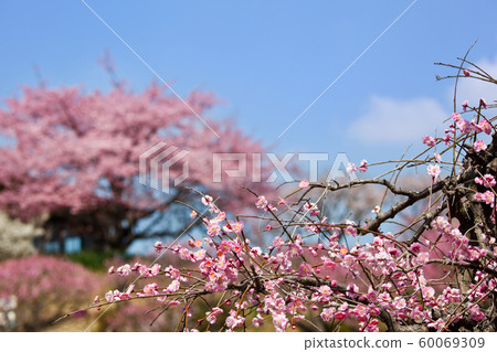 Yoshino Park plum forest Yoshino Park plum forest 60069309
