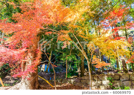 水上不動生（萬壽寺）的秋葉[佐賀縣佐賀市] 60069970