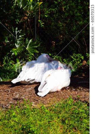 Pelican Pelican 60070315
