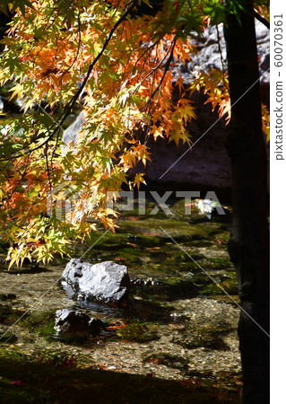 秋天天鵝庭院 60070361