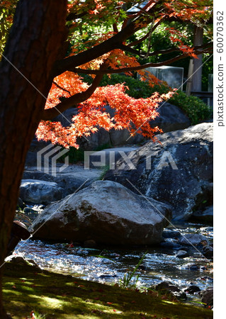 秋天天鵝庭院 60070362