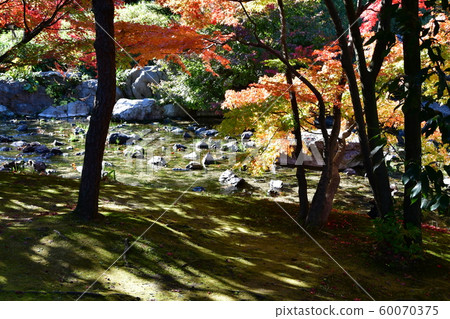 Autumn swan garden 60070375